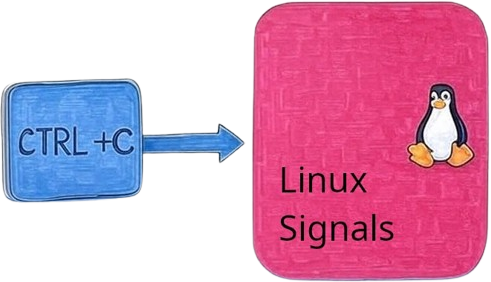 Understanding Signals in Linux: From Ctrl+C to Process Communication